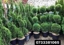 Cupressocyparis Leylandii – Gard Verde Dens în Timp Record!