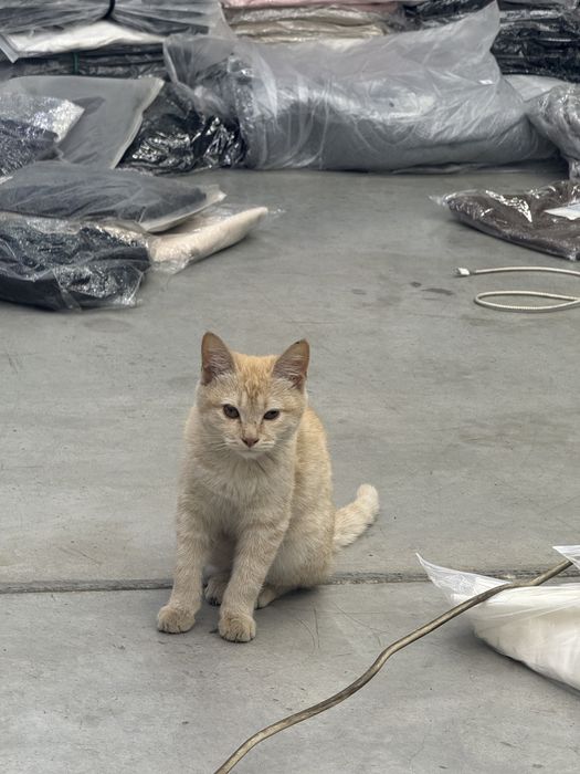 Отдам котенка в добрые руки