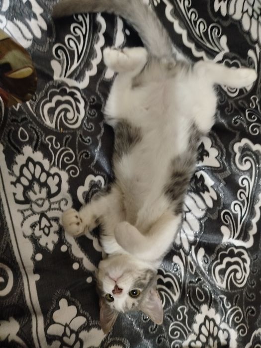 Хадияга берилади