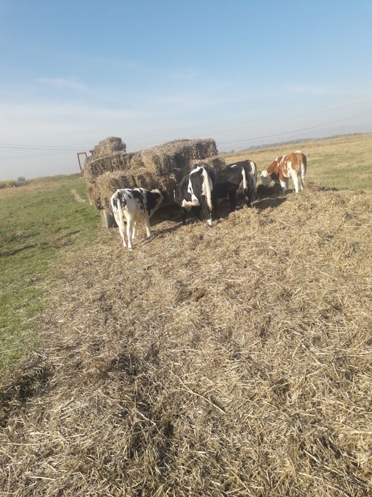 vaci si vitei junici