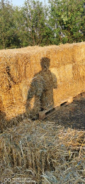 Vând baloti de paie