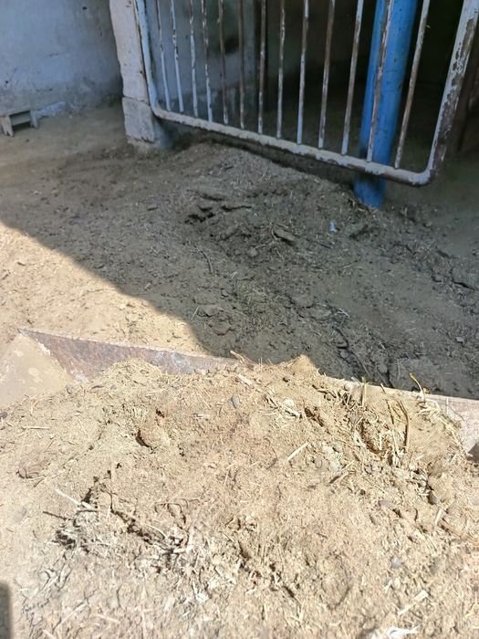 Go'ng chirigan( qo'yniki)