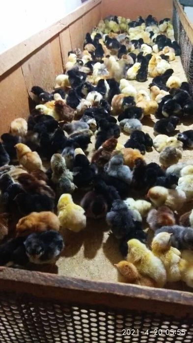 Внимание цыплята брамма гигант  продаются