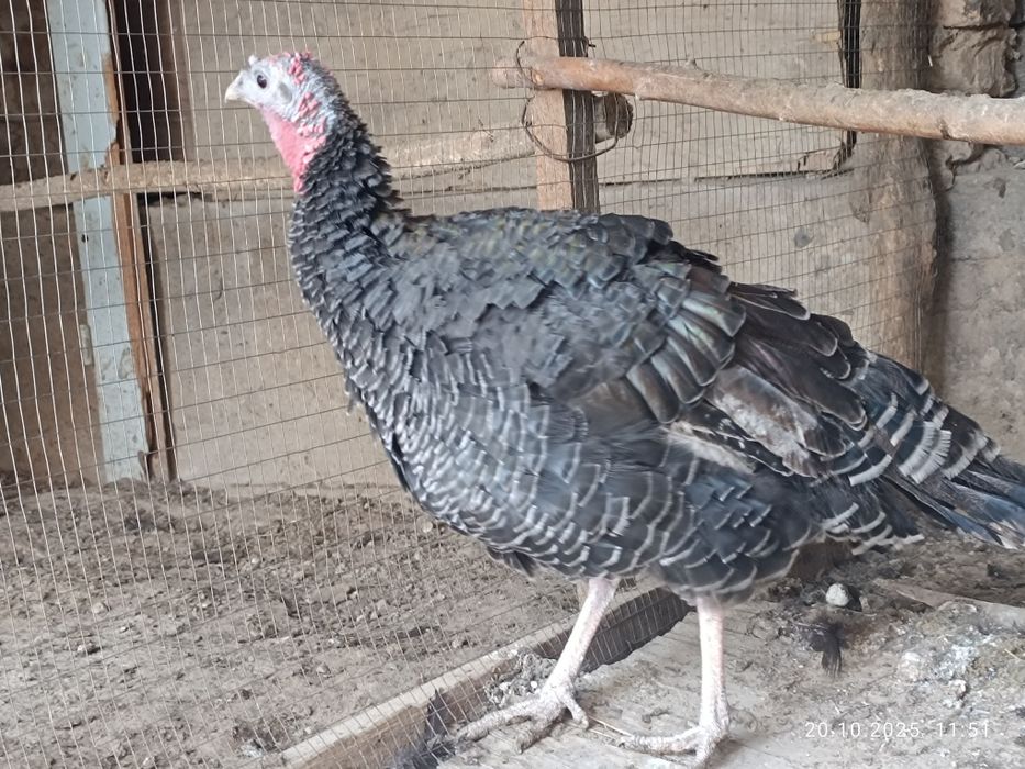 Jaydari  kurkalar sotiladi.