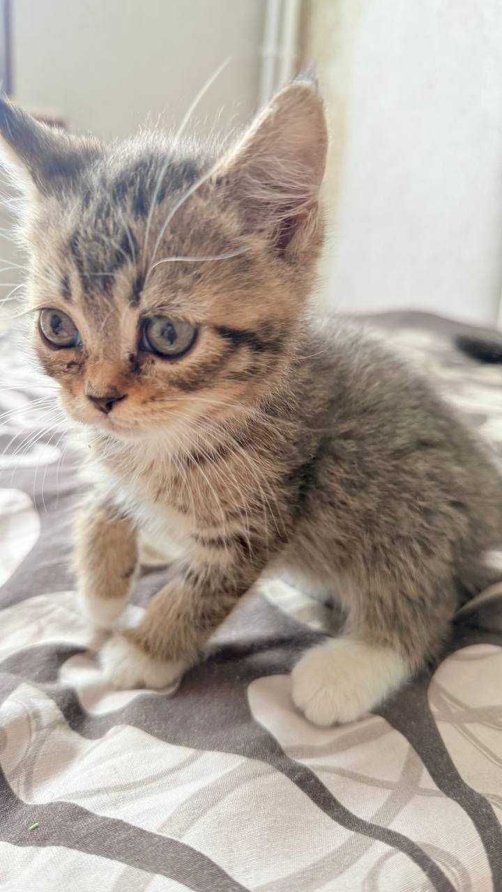 котята 1.5 месяца продаю