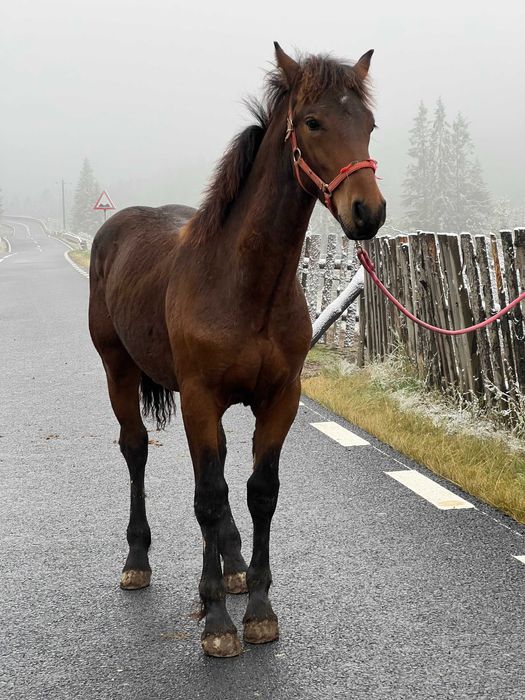 Manz armasar echitație frizian