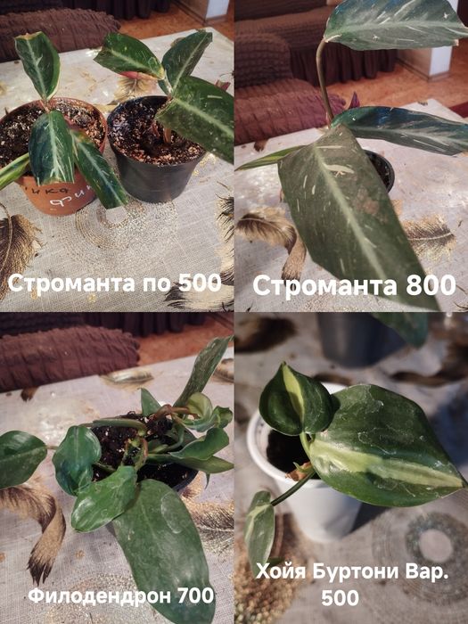 Продам комнатные растения