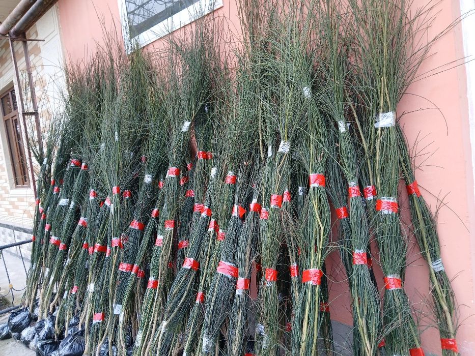 Манзарали ва мевали дарахтлар