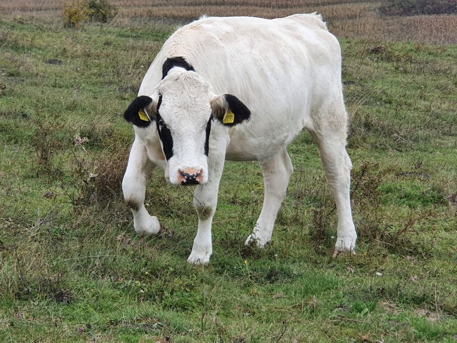 Junincă bălțată pe negru gestantă