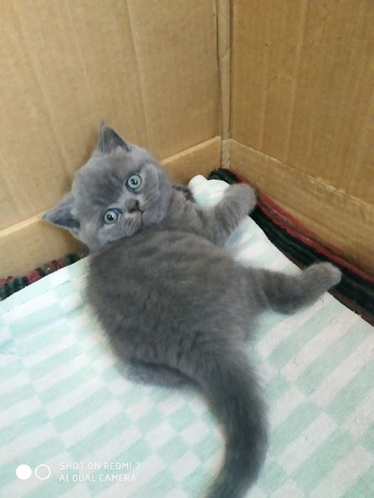 Продается котенок породы скоттиш-страйт.