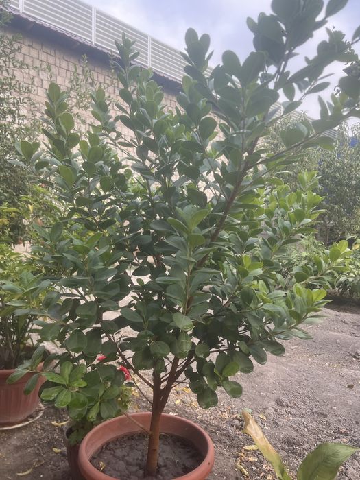 Гул сотилади 1 метрдан баланд