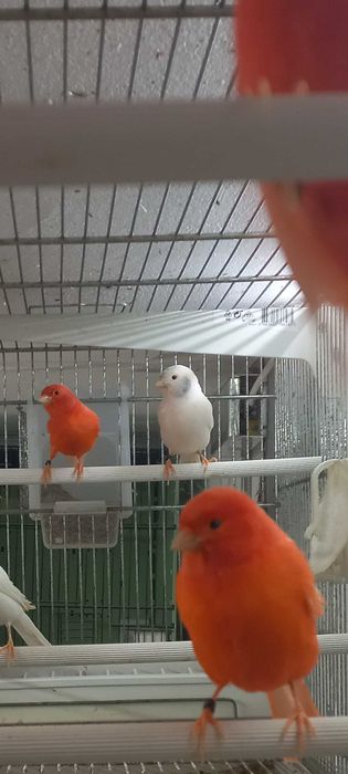 Canari  masculi 2025