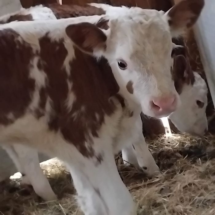 Vand 2 Vitei baltati