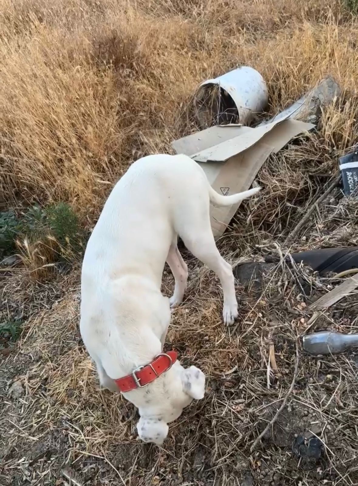 Dog argentino-femela