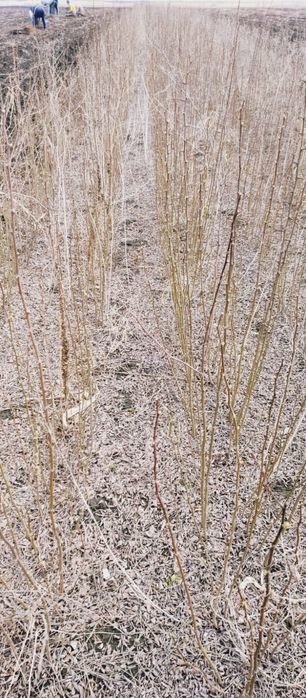 puieți de salcâm pentru împădurirea terenurilor degradate, agricole