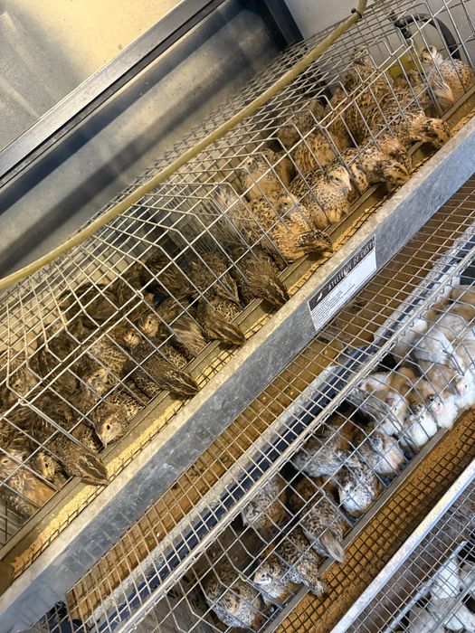 Disponibil prepelite tinere