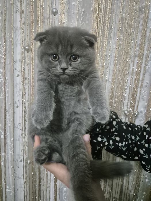 Ширин мушикчаларимизни брон килишни бошлаймиз