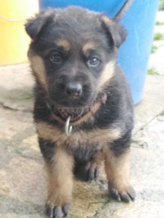 Немски овчарки на 2 месеца