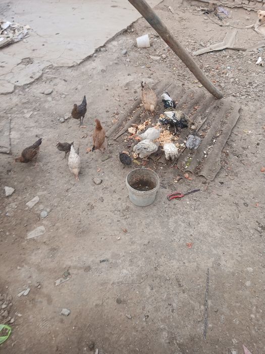 Сотилади индуклар