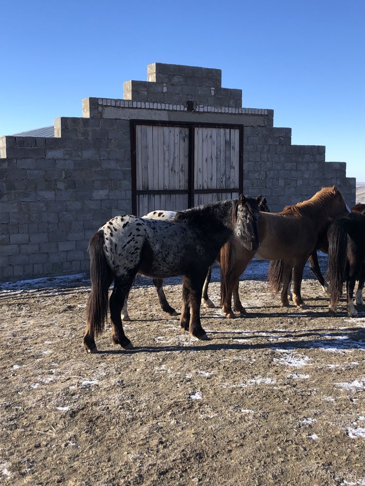 Айғыр айгыр жеребец саурик 4 жасар