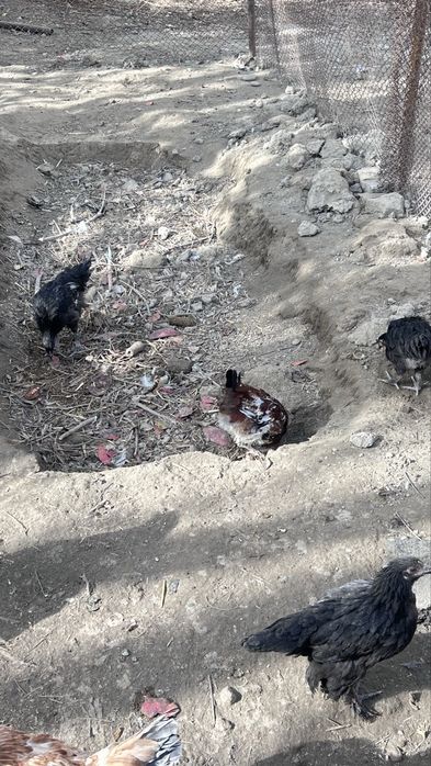 Петухи/xuroz sotiladi otasi Brama onasi mestniy