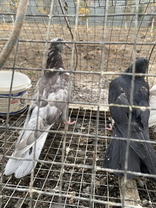 Продам годубей молодежь