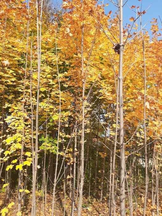 Vand mesteacăn arțar stejar tei platan frasin etc