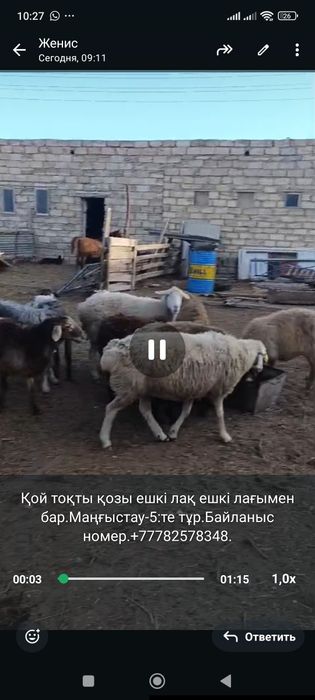 Қой тоқты қозы ешкі лақ ешкі лағымен сатылады.