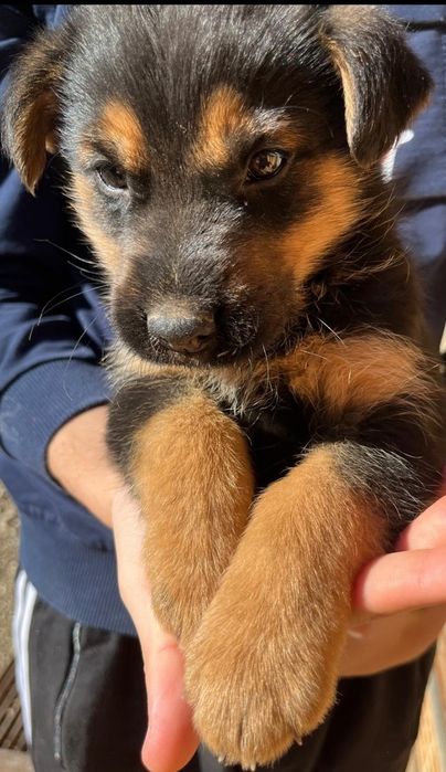 Donez căței jucăuși