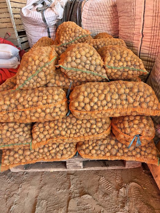 Vând cartofi consum , sãmânța și cartofi pentru animale , încantități