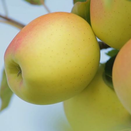 Pomi Fructiferi stravechi din glia stamoseasca soiuri de mar