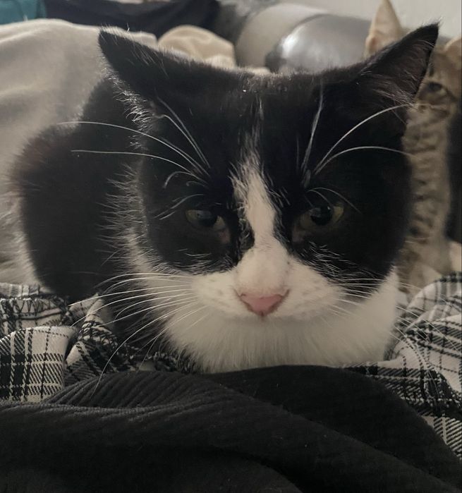 Отдаем кошку в хорошие руки