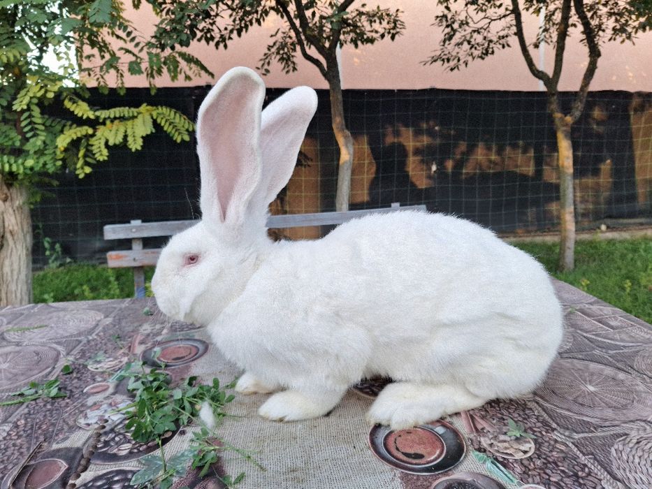 Vând iepuri urias german alb