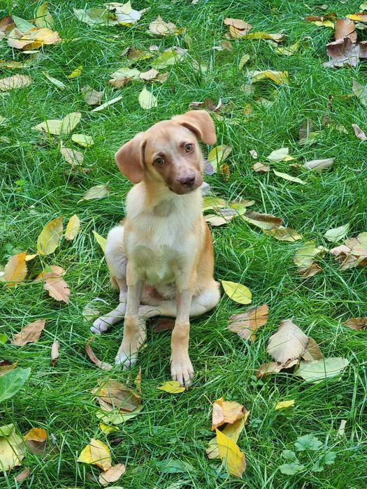 Adopta-l pe SCOOBY DOO – micul erou care a invins moartea!