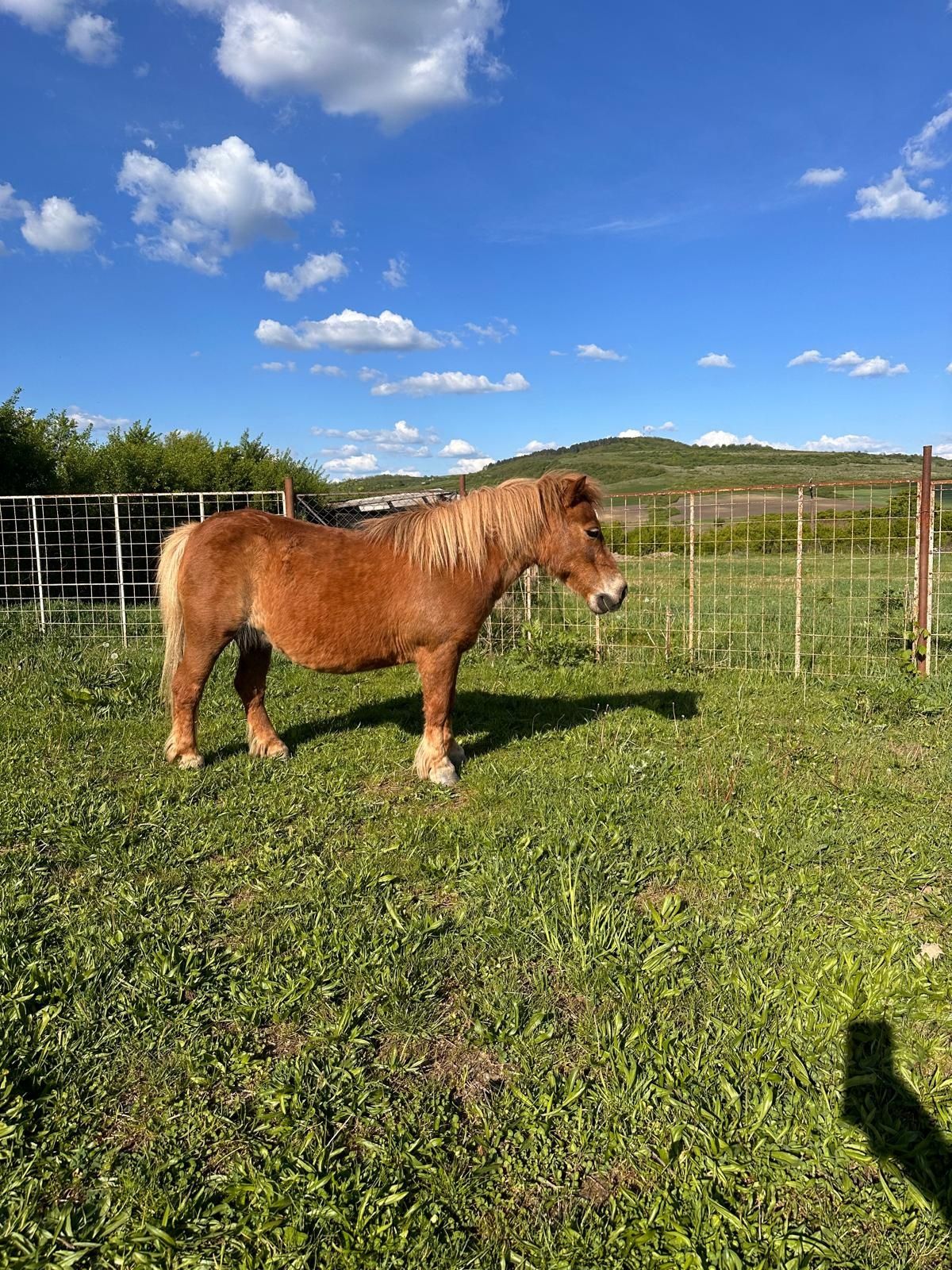 Ponei Shetland talie mijlocie