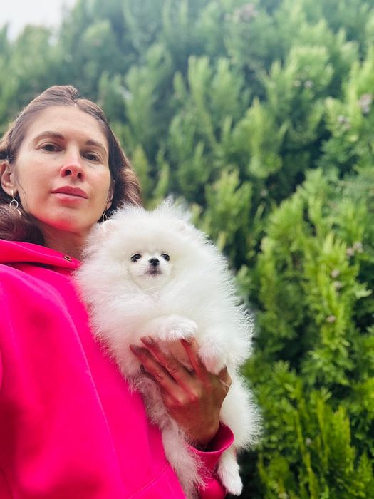 Pomeranian Alb. Superb și mini