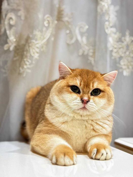 Вязка кошак Mushuk chatishtirish