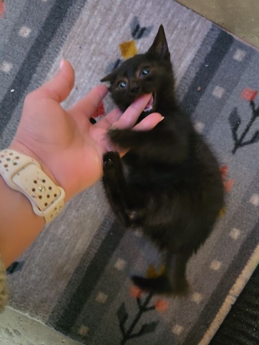 Adopție motănel jucăuș