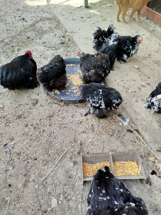 Pereche Găini Cochinchina pitic