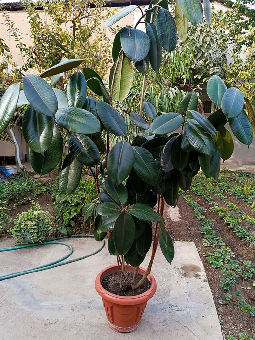 Gullar гуллар цветы