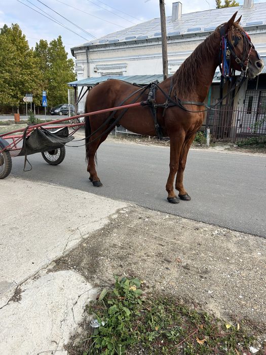 Vand armasar trapas