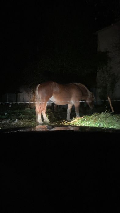 Mânz de 2 ani și două luni garantat de orice