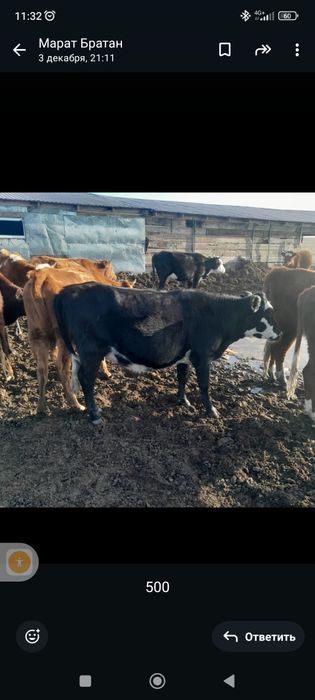 Ту кашарлар сатылады.