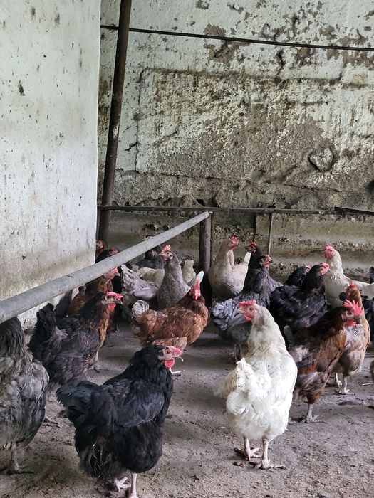 Продам 40 кур — несут 20 яиц в день!