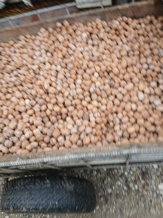 Nuci in coaja se dau toate grămadă cantitate 80 kg plus minus