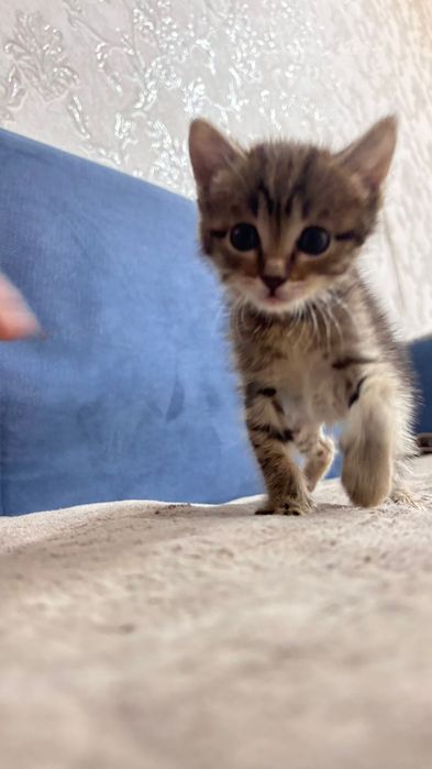 Котенок 1 месяц метис турецкий