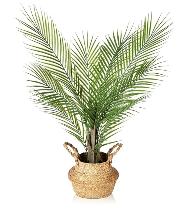 Vând plantă ornamentală