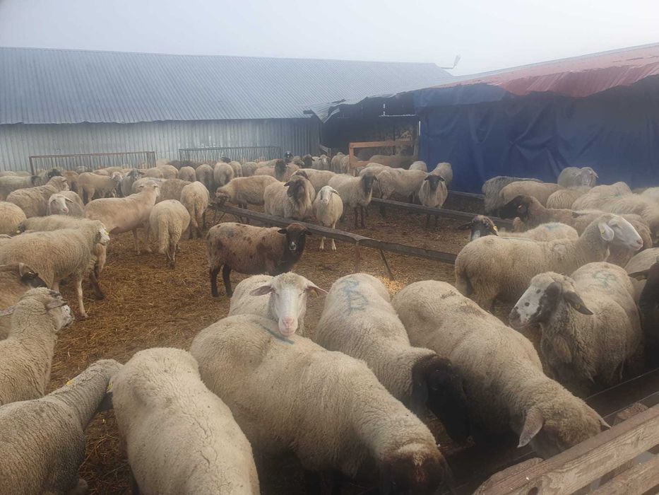 Vand 150 de oi de carne merinos, reforma