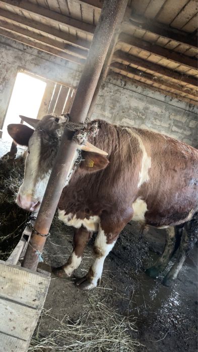 Vand vitel baltat german