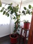Ficus de vânzare